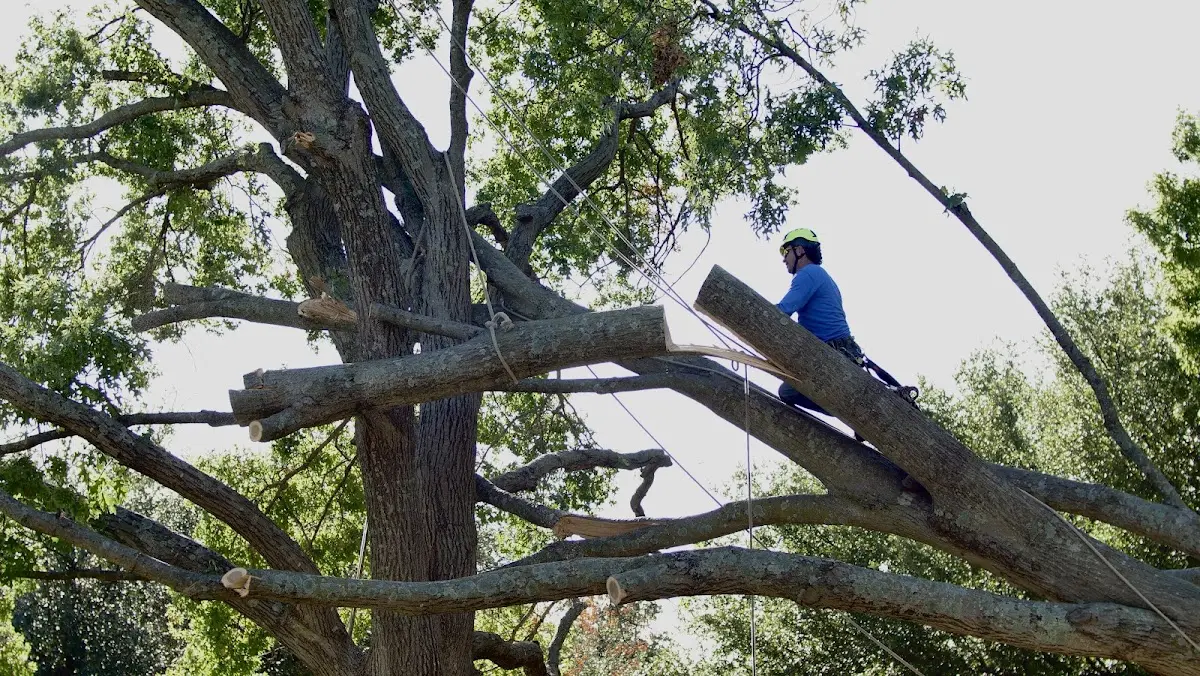 Professional Crown Thinning performed by certified arborists in Yolyn