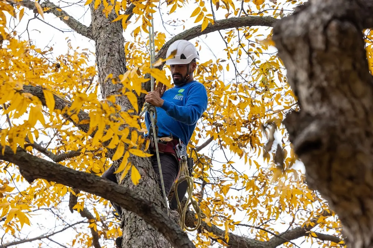 Skilled Emergency Tree Service crew working in Yolyn